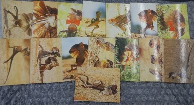 Amazon.co.jp: 当時物 TBS わくわく動物ランド エリマキトカゲ 特賞